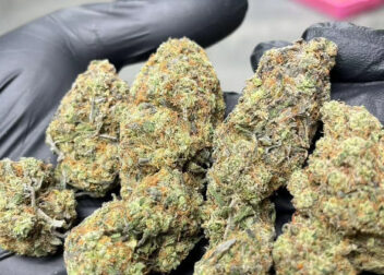Pretty Cannabis World