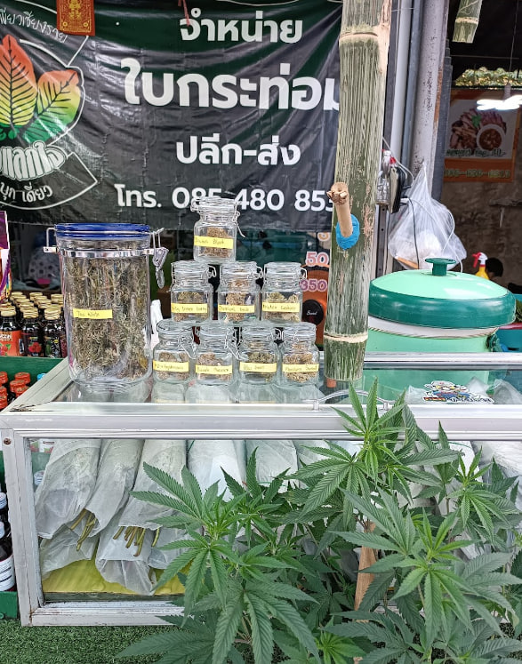 Selling Bai Kratom and Cannabis, Chiang Mai