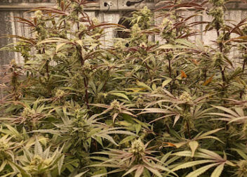 Exotic Cannabis's