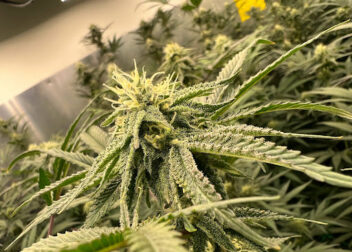 ZANDIGA Farm & Dispensary (ซานดิก้า)