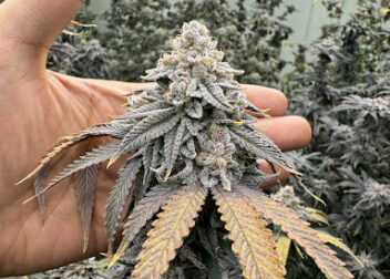 Cannabis haze
