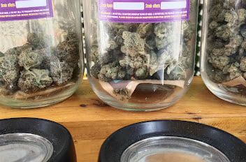 Cannabis on the Beach