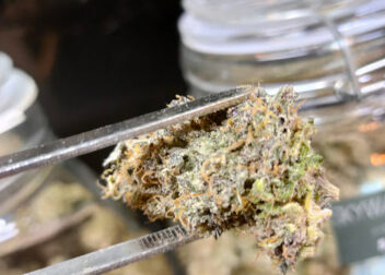 Shiva Cannabis - Weed & Bar
