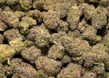 Paradise Green - Exotic Flower