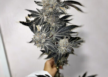 Grand420 CannabisHuaHin